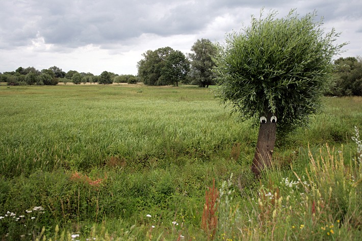 hamm-lippeauen